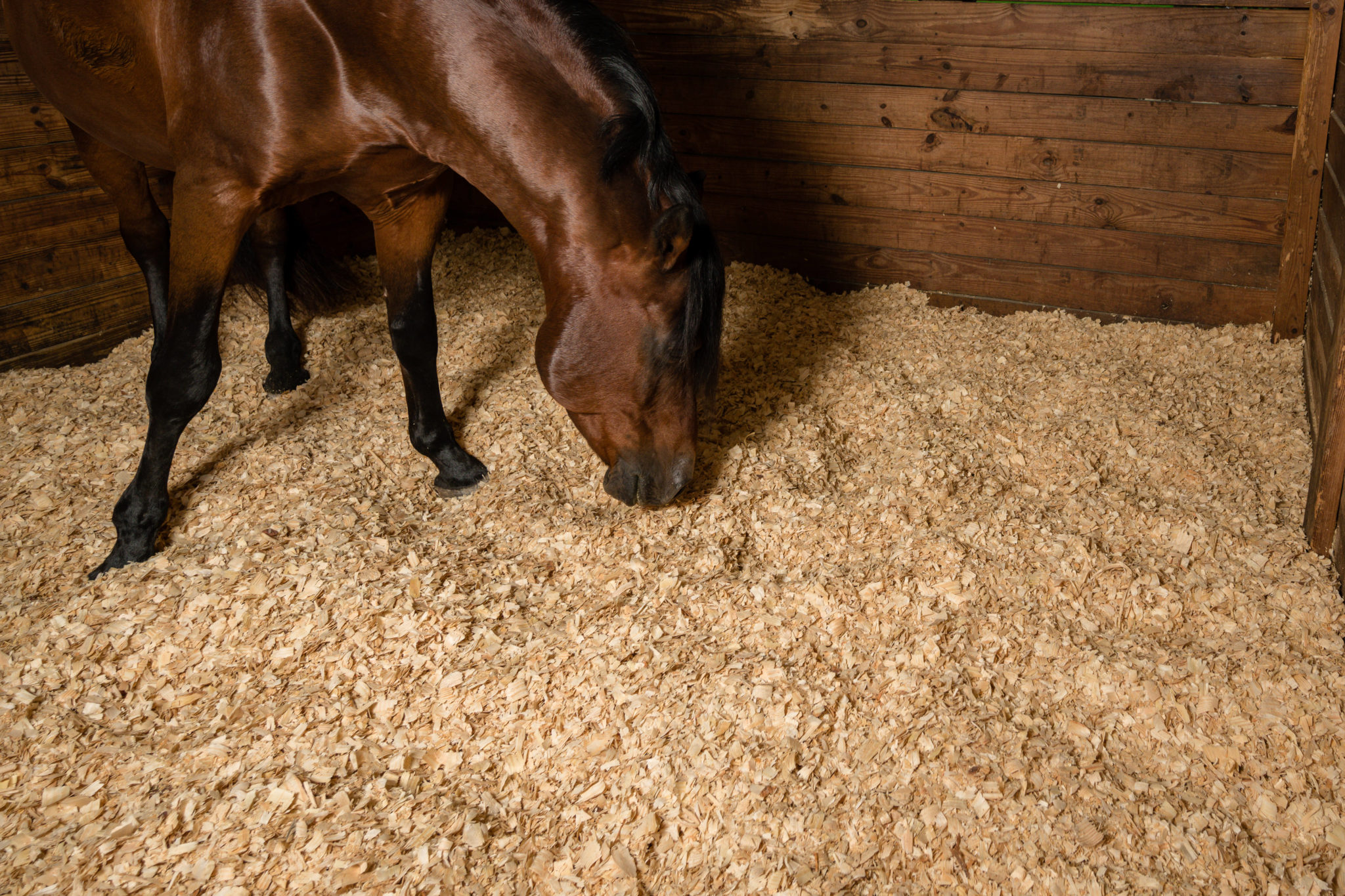 Cheapest Shavings For Horses